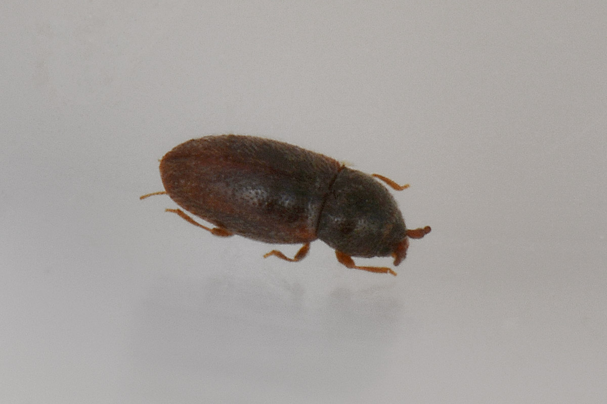 possibile Atomaria sp. (Chryptophagidae)
